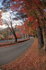 The trees leaves on the mountains were starting to change color.