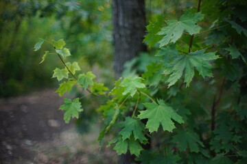 maple tree with green leaves closeup in the oovercast forest