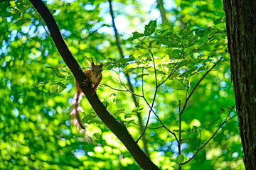 Red squirrel on the tree in the forest. color
