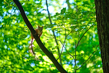 Red squirrel on the tree in the forest. color