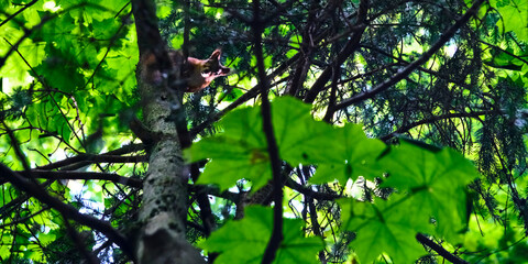 Red squirrel on the tree in the forest. color