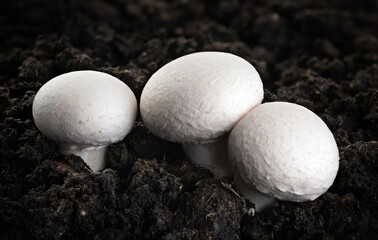 Growing mushrooms champignons on the background of the ground.