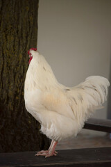 Maienfeld, Switzerland, Alps - August 23, 2020: Portrait of big, white rooster in the garden