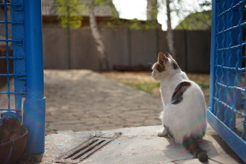 White spotted cat resting near blue fence in a sunny day