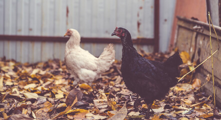 Chickens in the aviary. A black and white chicken walk around the farm on an autumn day. Chicken walks in the pen. Chickens search for grain while walking in a pen on a farm