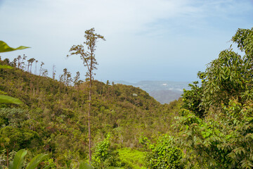 Jungle, Santiago, Cuba