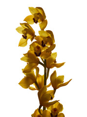 Beautiful yellow cymbidium orchid flowers isolated on white background