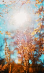 autumn in the forest