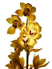 Beautiful stem of cymbidium orchids isolated on white background