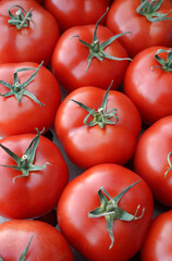 Organic red tomatoes. Tomato harvest. Selective focus