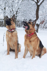 Two brown and black german shepherds having fun in winter park. Dogs with red collars, sitting in snow. looking at their master in forest. Pet training process.