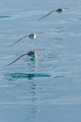 A balearic shearwater (Puffinus mauretanicus) flying in in the Mediterranean Sea and diving to get fish