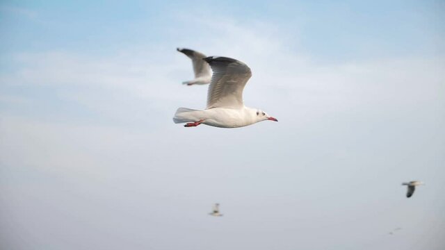 Slow motion of a Seagull flying over ocean coast in beautiful blue sky. Close up.