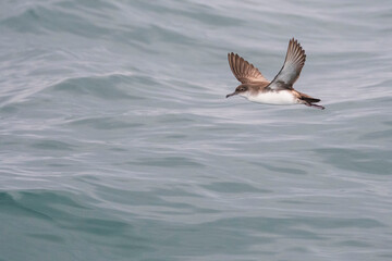 A balearic shearwater (Puffinus mauretanicus) flying in in the Mediterranean Sea and diving to get fish