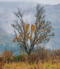 Almost bare, almost heart-shaped tree