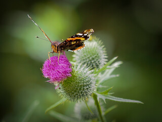 Schmetterling auf Blume 