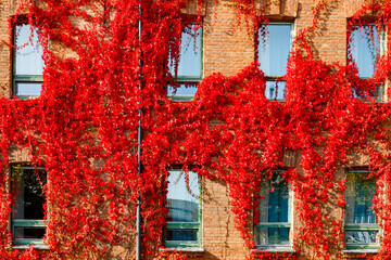 Fototapeta na wymiar Autumnal view of red brick building covered by red foliage of parthenocissus.