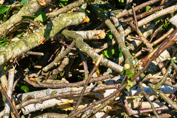 Trees in the sawmill are stacked in bags for sell. Stacks of firewood. Preparation of firewood for the winter. A heap of woodpile. Chopped wood. Firewood.Pile of wood logs ready for winter. color