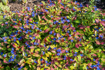 Fototapeta na wymiar Ceratostigma plumbaginoides a summer autumn flower plant commonly known as blue flowered leadwort, stock photo image