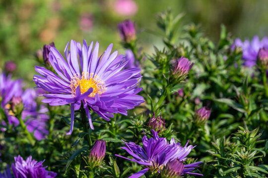 Aster 'Herfstweelde' (Autumn Wealth) a lavender blue herbaceous perennial summer autumn flower plant commonly known as Michaelmas daisy, stock photo image