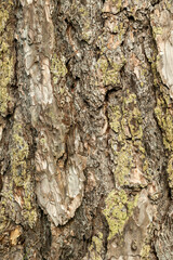 Pinus nigra subsp 'Nigra'  brown tree bark macro close up texture background commonly known as   Austrian Pine or black pine, stock photo image