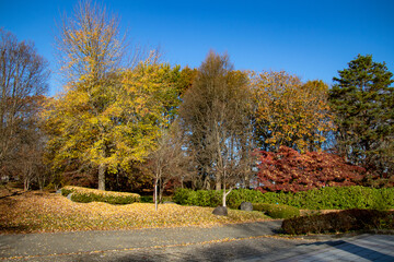 秋の公園　綺麗に色づく紅葉