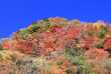 べふ峡渓谷　色づく山肌　紅葉　（高知県） © mitumal 