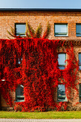 Autumnal view of red brick building covered by red foliage of parthenocissus.