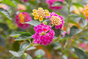 Blooming lantana flowers，Lantana camara L.