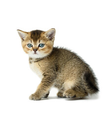 cute kitten Scottish golden chinchilla straight breed sits sideways and looks at the camera on a white background