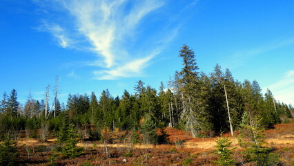 Blick auf naturbelassenem Wald am Lotharpfad im Nationalpark Schwarzwald im sonnigen Herbst