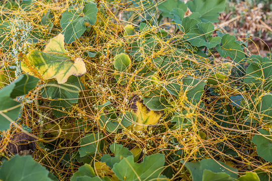 Dodder Genus Cuscuta is The parasite wraps the stems of plant cultures with yellow threads and sucks out the vital juice and nutrients