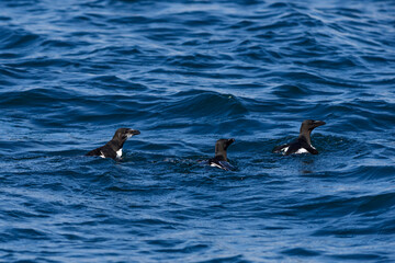 Razorbill - Alca torda, beautiful sea bird from Atlatic ocean, Shetlands, Scotland, UK.