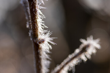 Winter Nahaufnahmen von gefrorenen Pflanzen - 394636325