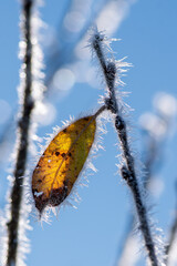 Winter Nahaufnahmen von gefrorenen Pflanzen - 394636348