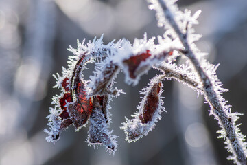 Winter Nahaufnahmen von gefrorenen Pflanzen - 394636377