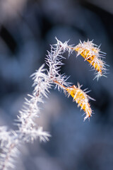 Winter Nahaufnahmen von gefrorenen Pflanzen - 394636538