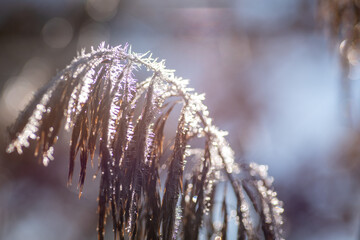 Winter Nahaufnahmen von gefrorenen Pflanzen - 394636596