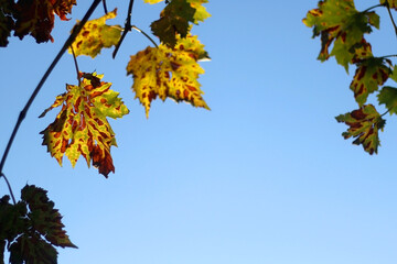 Colorful autumn leaves and bright blue sky. Selective focus. 