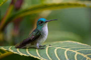 Amazilia franciae viridiceps