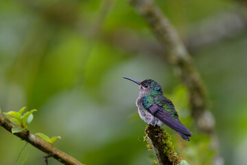 Florisuga mellivora mellivora