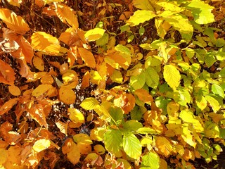 Beech in autumn transformation. Green turns yellow.