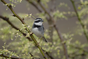 Poospiza hispaniolensis