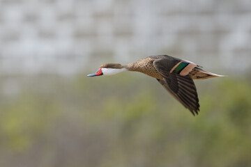 Obraz premium Anas bahamensis rubrirostris