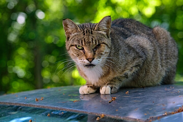The cat lies on the hood of a car in the yard of the house. color