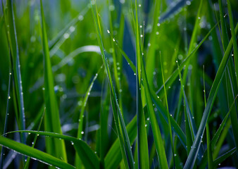 Fototapeta na wymiar juicy green grass in dew drops close up