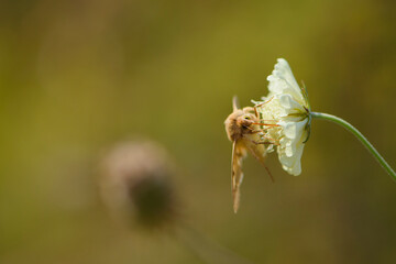background with orange moth on a flower