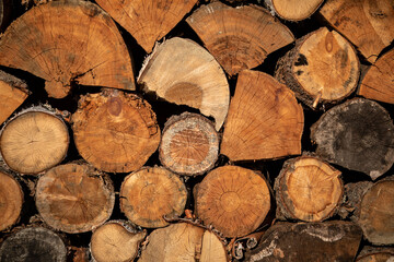 Close up. Cut down tree trunks on a pile in a forest. Circles of the tree. Old branches.