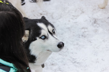 siberian husky puppy in a collar on a leash. isolated animal pet snow on background. winter sport sled dog racing. human hand stroking the dog's head