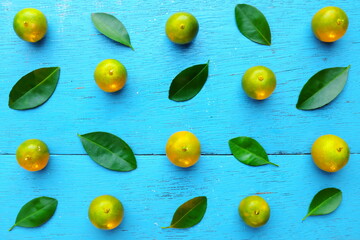 Yellow green calamansi, calamondin or philippine lime tropical fruits and leaves pattern in bright blue wood background. Asian summer citrus fruit flat lay composition.